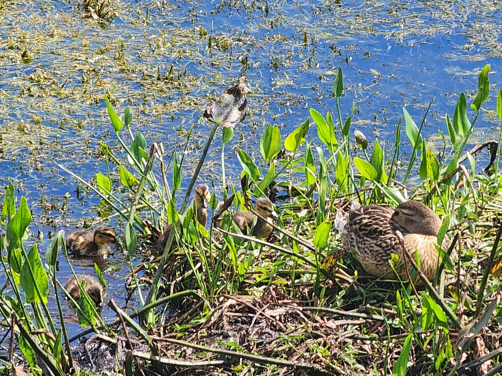 Mallards Pintails And Allies From St Petersburg Fl Usa On April