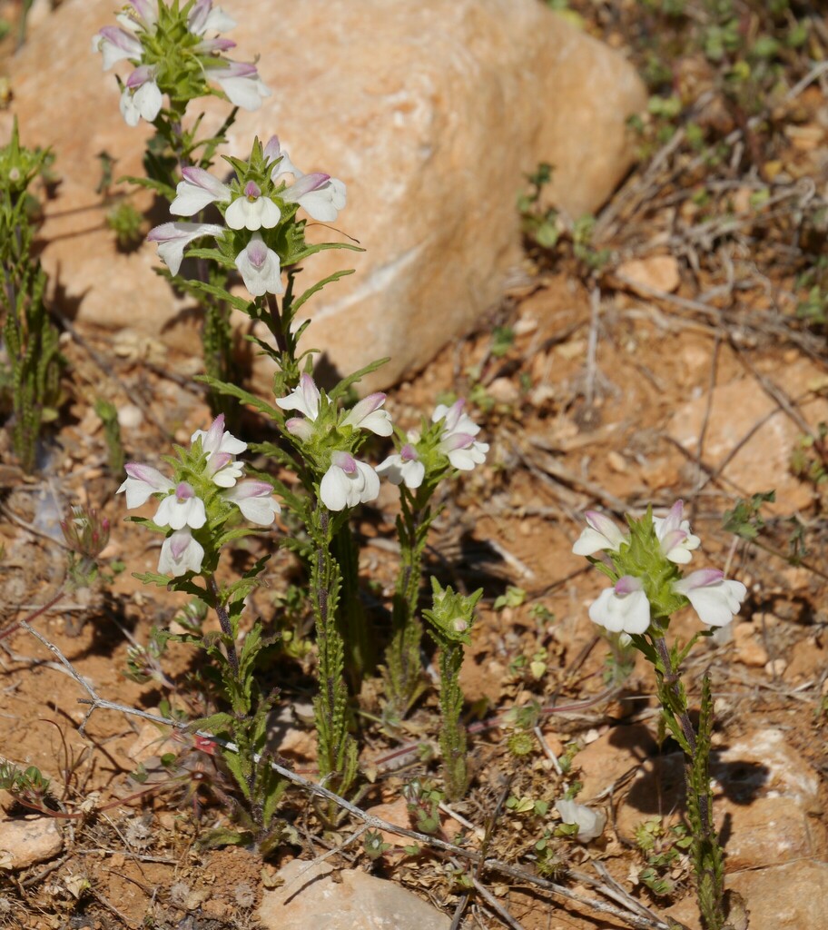 Mediterranean Lineseed From Carretera De Valldemossa Km 7 5 07122