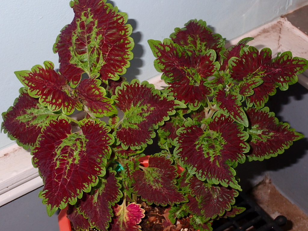 Coleus from 1 Ban Phon Ngam Udon Thani Thaïlande on February 20 2023