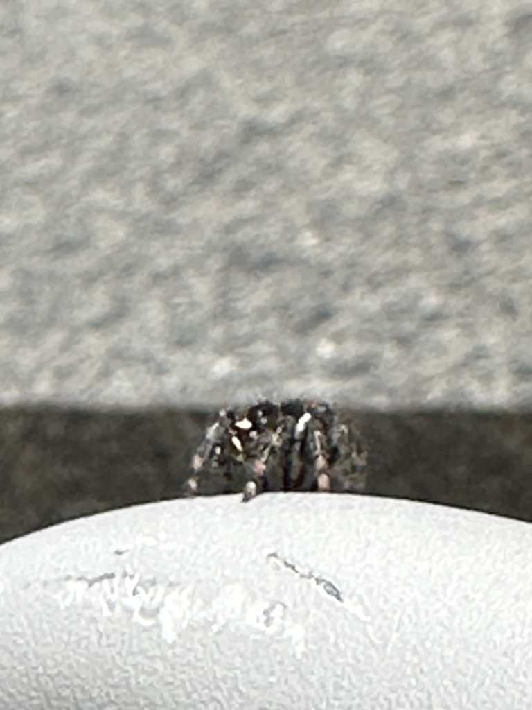 Coppered White Cheeked Jumping Spider From Near Eastside Indianapolis