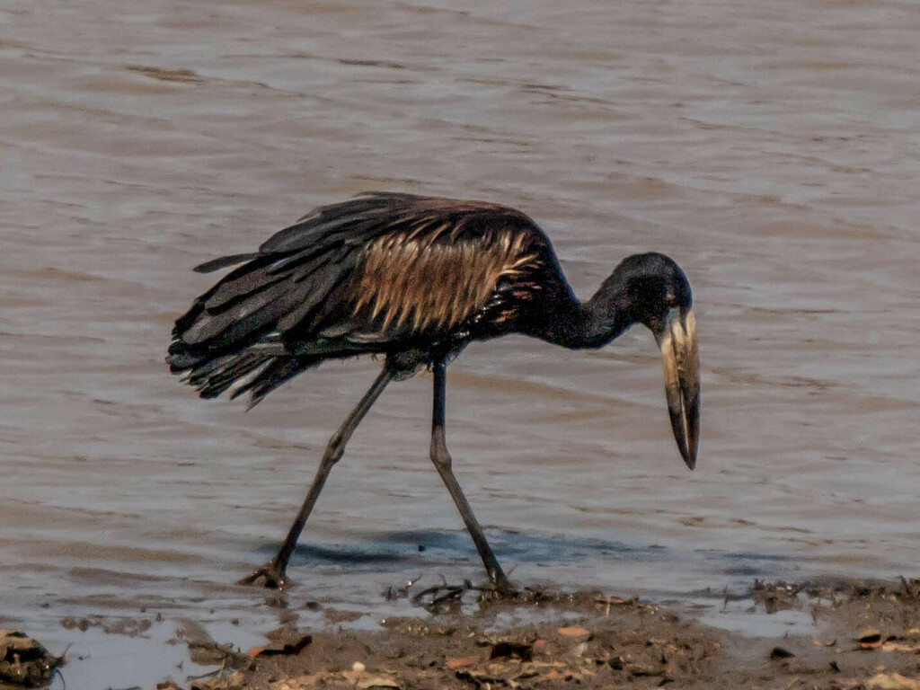 African Openbill From Mopani District Municipality South Africa On