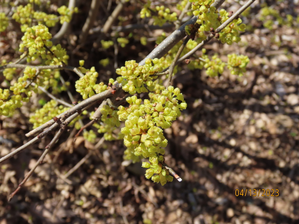 Northern Spicebush From Lancaster County Pa Usa On April At