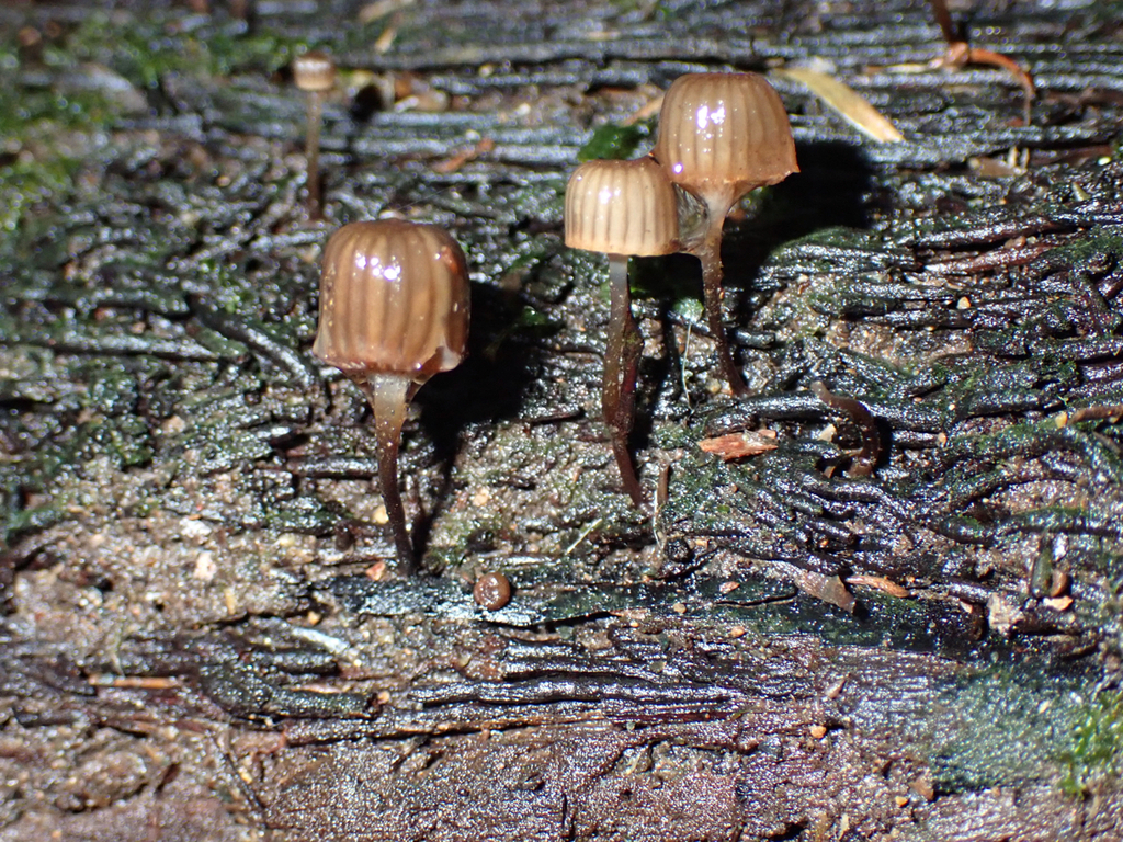 Bonnets From Helensburgh Dunedin New Zealand On April