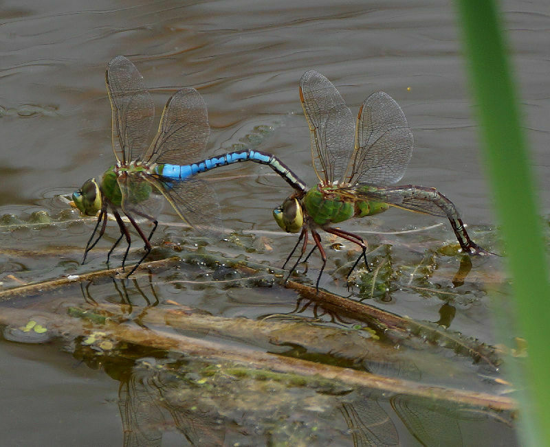 Common Green Darner From Champaign County Oh Usa On April At