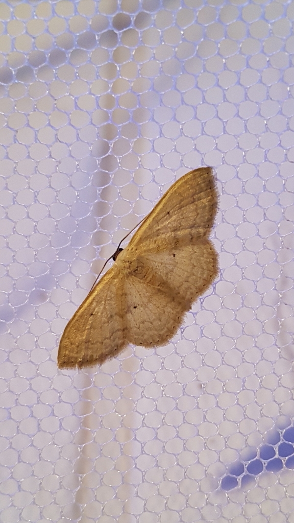 Scopula From Sterkfontein Dma South Africa On April At