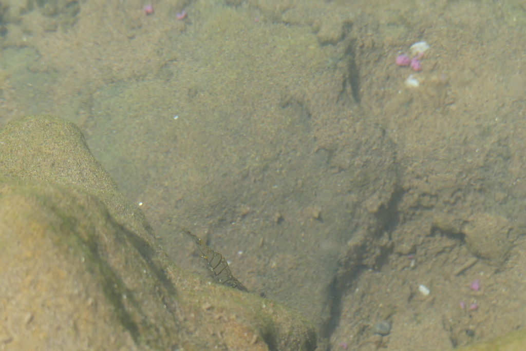 Rockpool Prawn from Provincia de Chtouka Aït Baha Marruecos on April 2