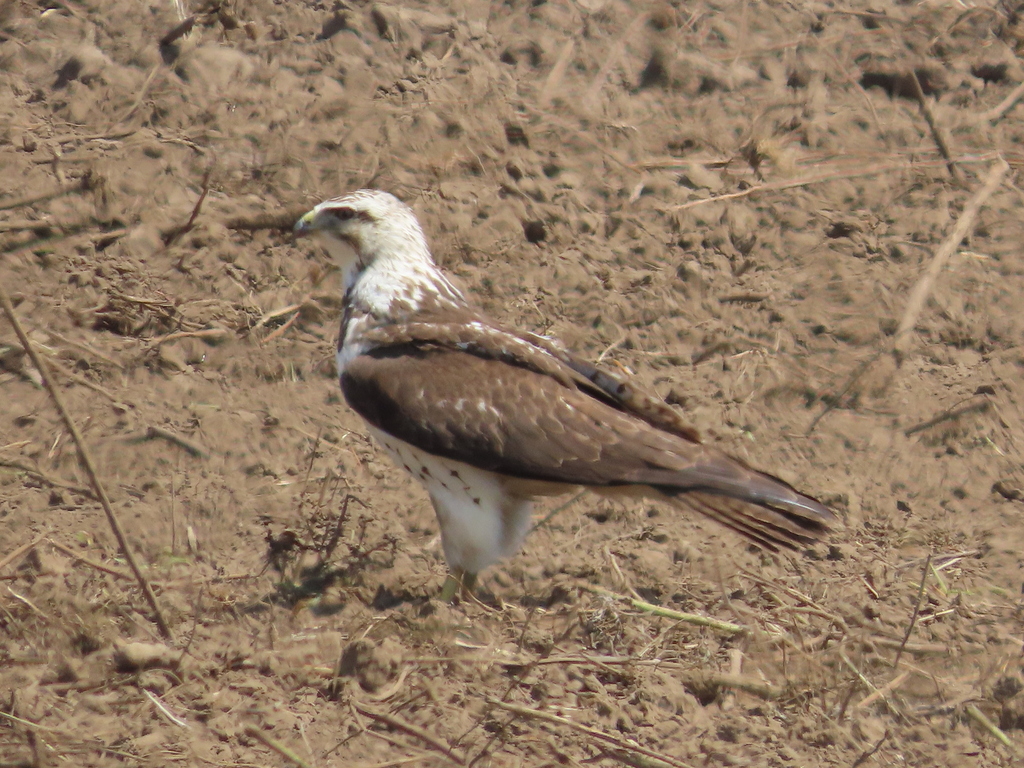 Swainson s Hawk from Querévalo Panamá on April 15 2023 at 10 27 AM by