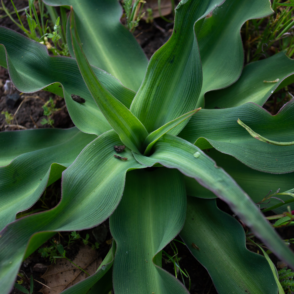 Wavy Leafed Soap Plant From San Mateo County CA USA On April 15 2023