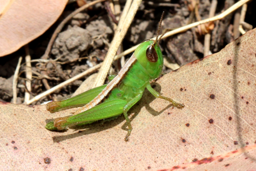 Bermius From Kroombit Tops NP Tablelands QLD 4680 Australia On