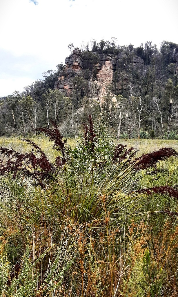 Red Fruit Saw Sedge From Gardens Of Stone Sca Lidsdale Nsw