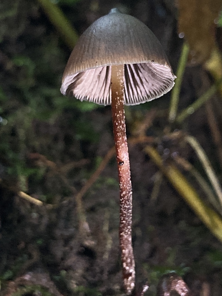 Psilocybe Neoxalapensis From Xico Ver Mexico On September