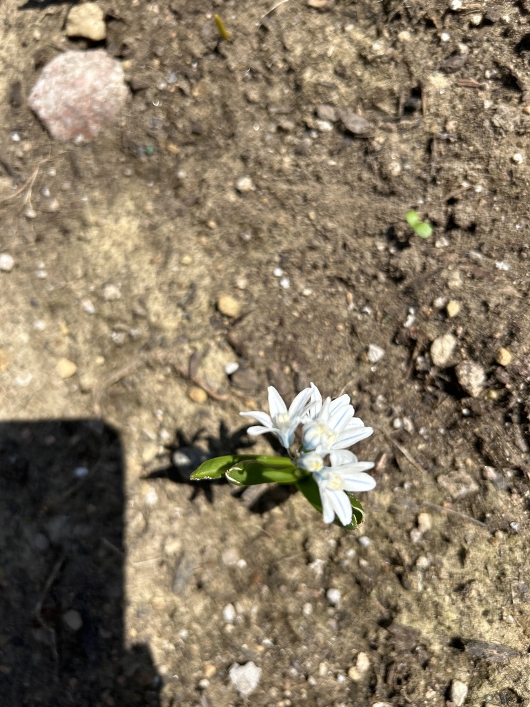 Striped Squill From County Road Highlands East On Ca On April