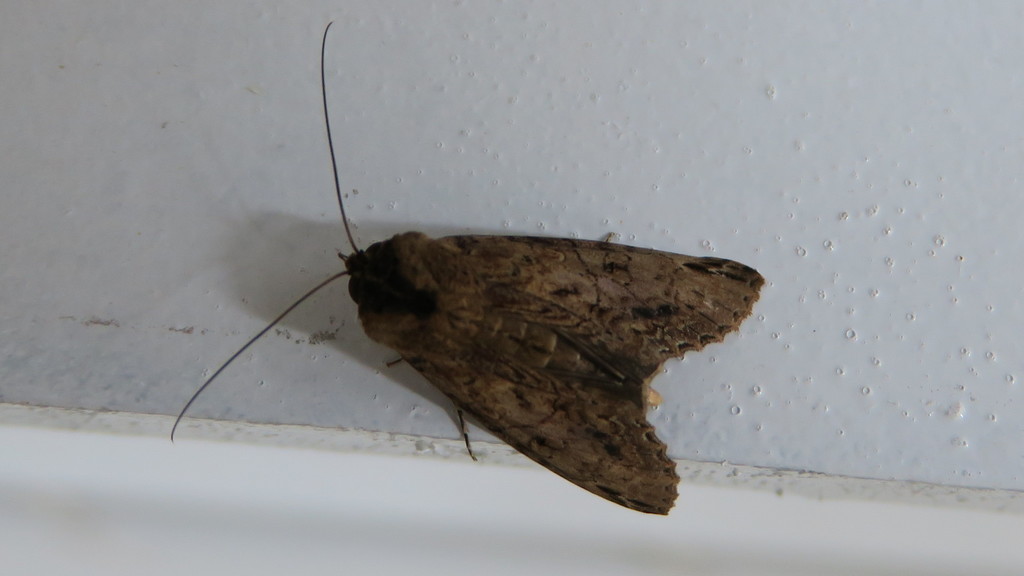 Stictoptera From Goodenough Island Papua New Guinea On September 25