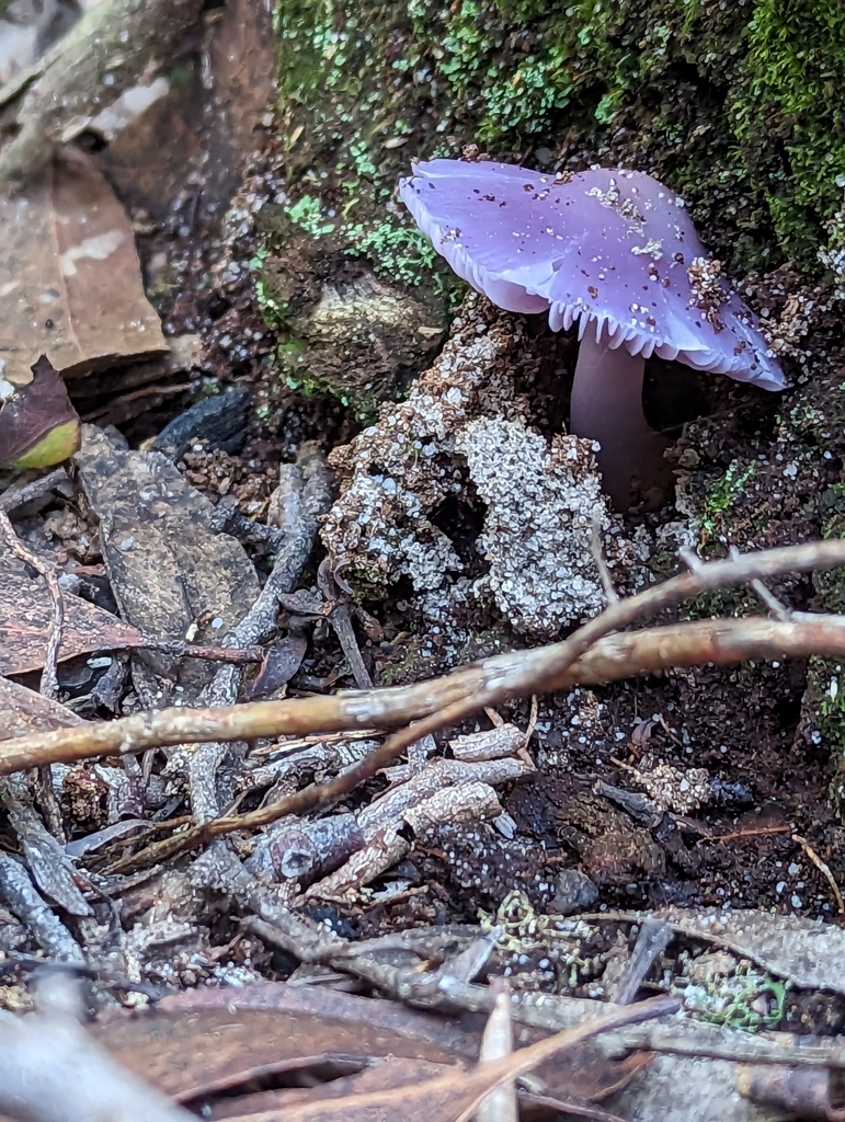 Mauve Splitting Waxcap From Katoomba On April 18 2023 At 02 58 PM By