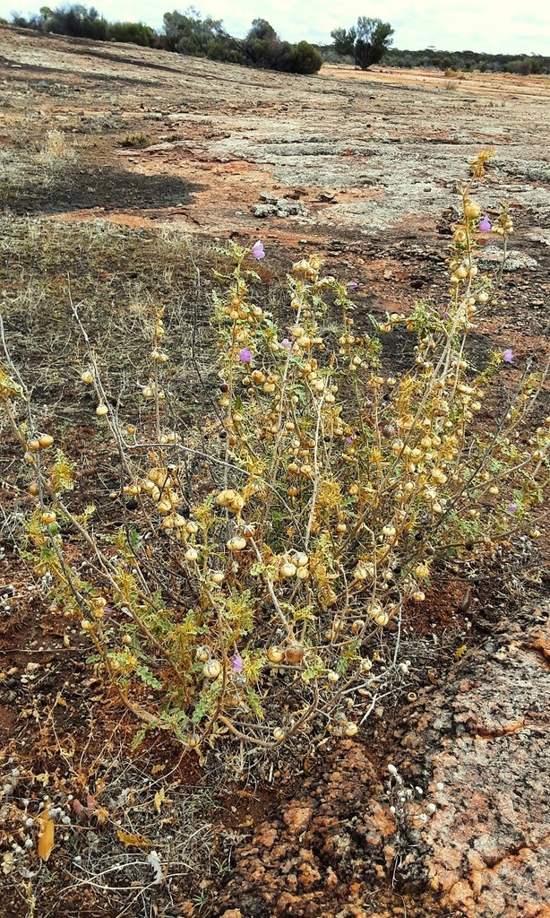 Rock Nightshade From Fraser Range WA 6443 Australia On March 27 2023