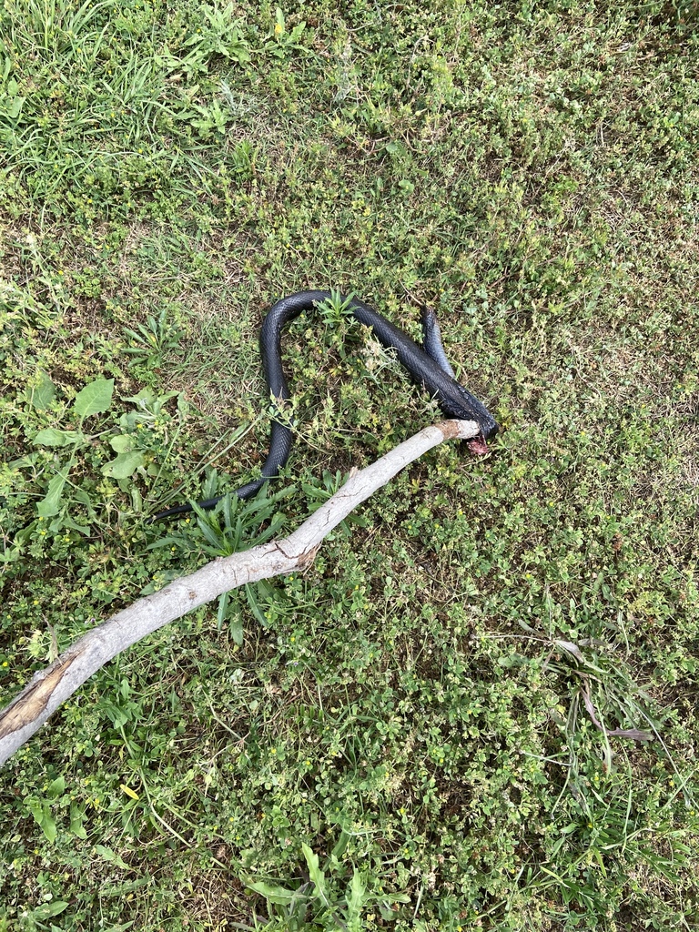 Papuan Black Snake In April By Gshrum Inaturalist