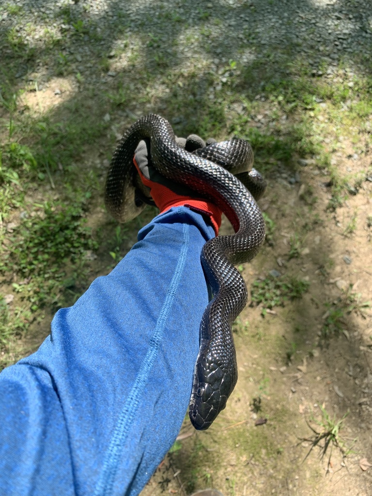 Eastern Gray Ratsnake Complex From The University Of North Carolina At