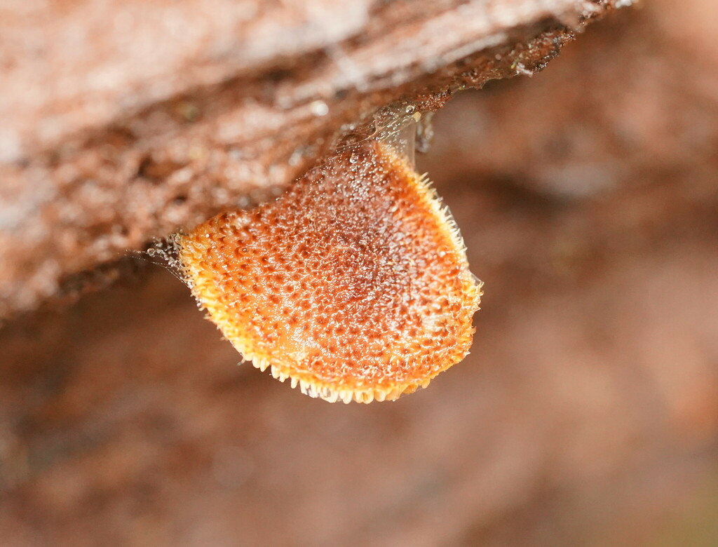 Gymnopilus Ferruginosus From Gembrook Vic Australia On April