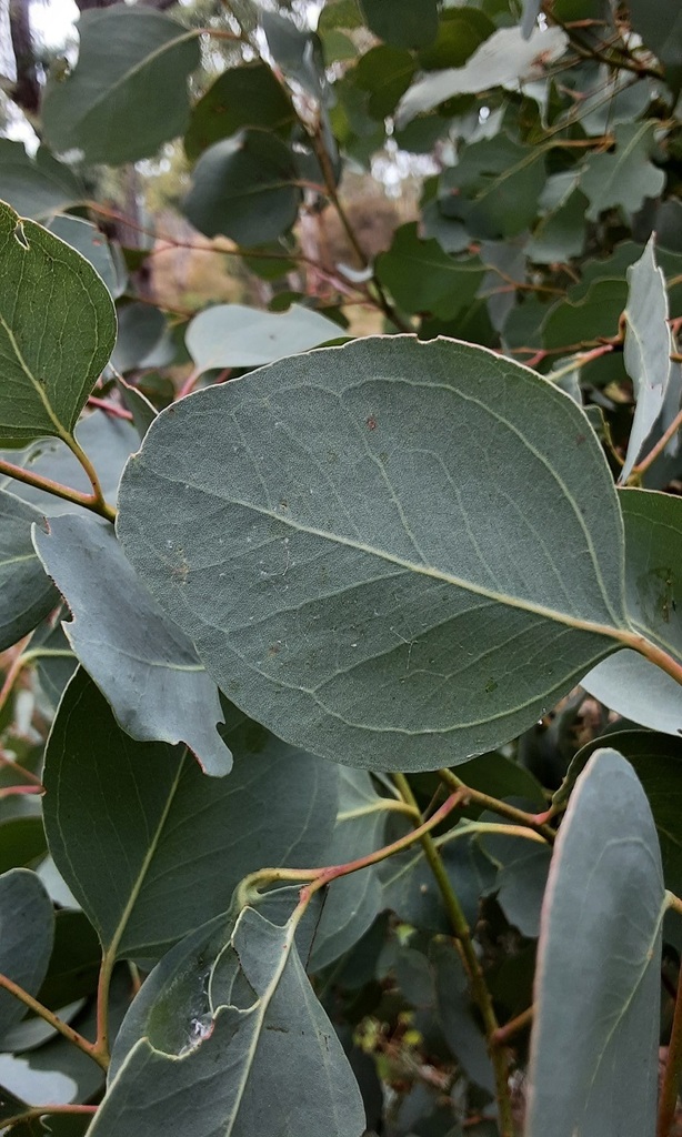 Silver Dollar Gum From Gardens Of Stone Sca Cullen Bullen Nsw