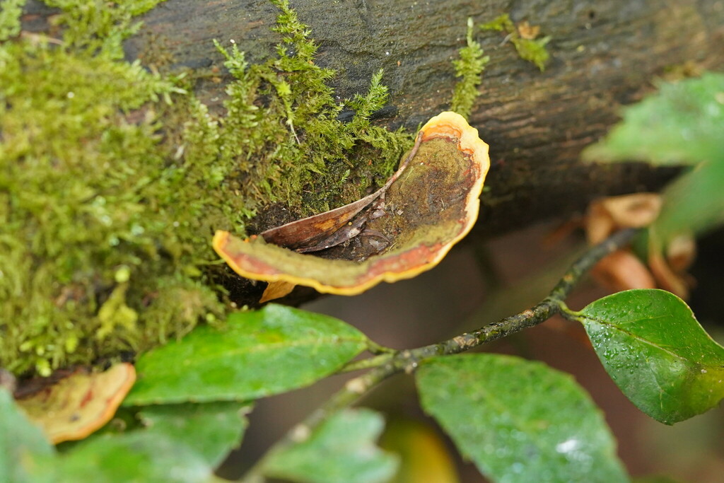 Stereum Versicolor From Melbourne VIC Australia On April 22 2023 At