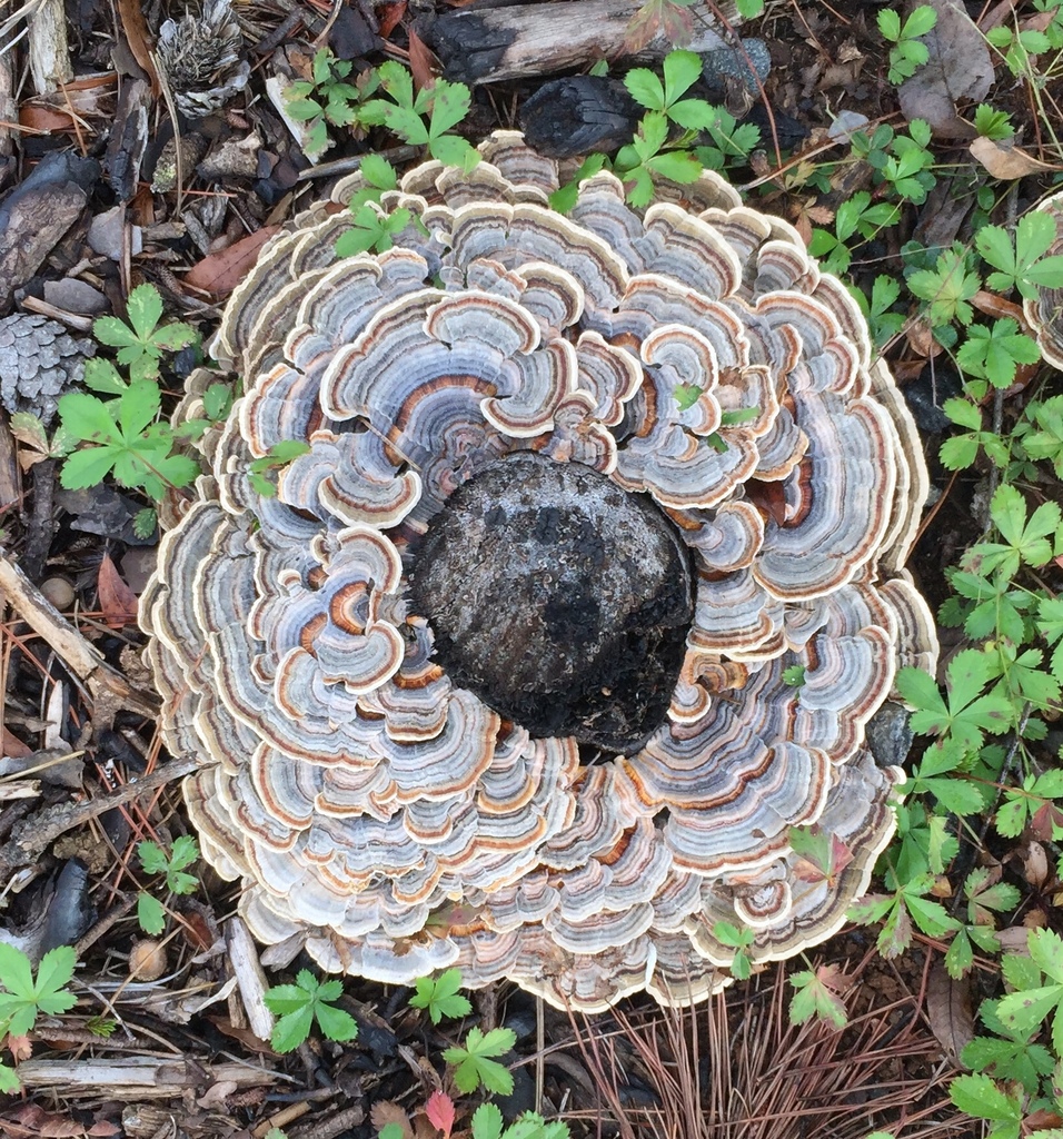 Trametes versicolor Guía general de Macrohongos de Costa Rica