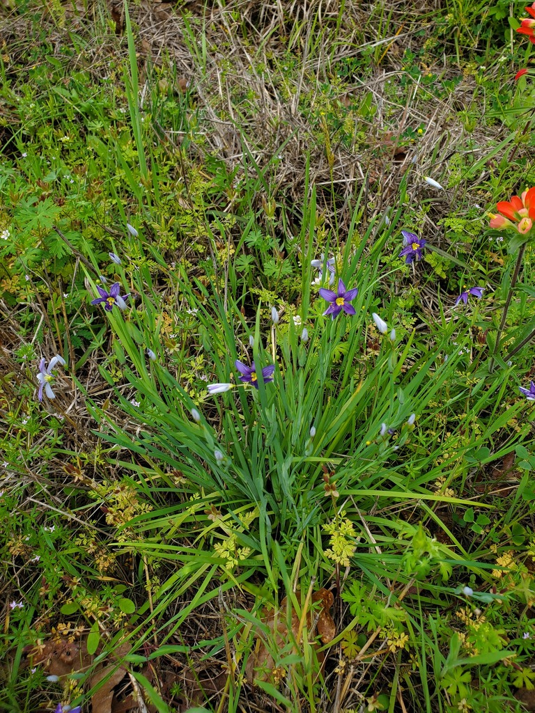 Blue Eyed Grasses From Colorado County Tx Usa On March At