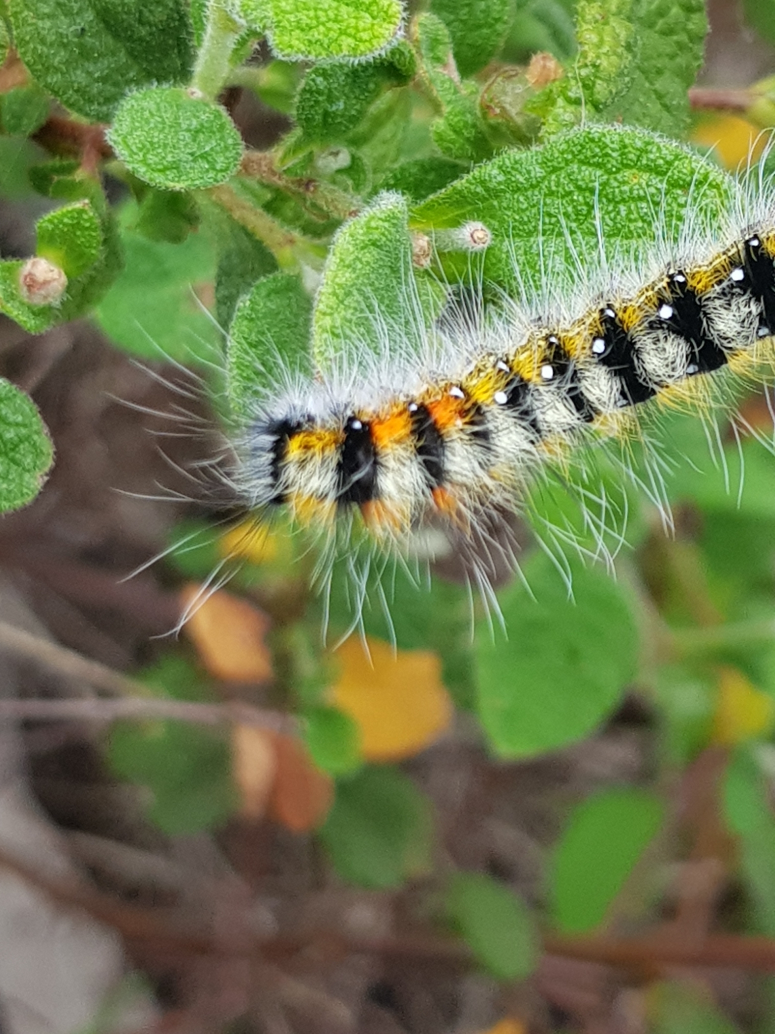 Psilogaster Loti Ochsenheimer