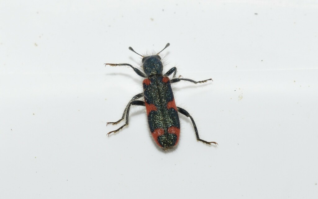 Hairy Checkered Beetles From Pirgi Thermis Greece On April