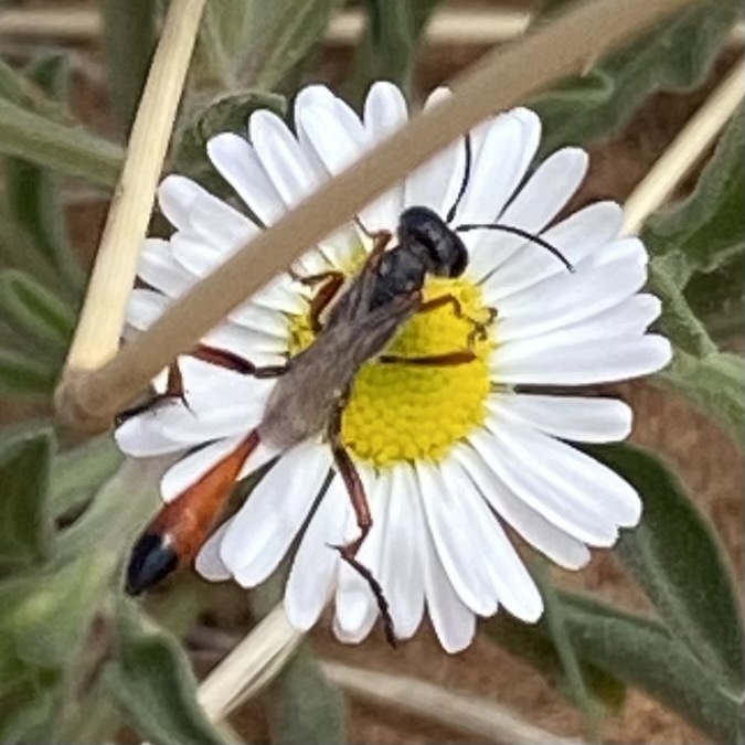 Thread Waisted Sand Wasps From Us San Jon Nm Us On April