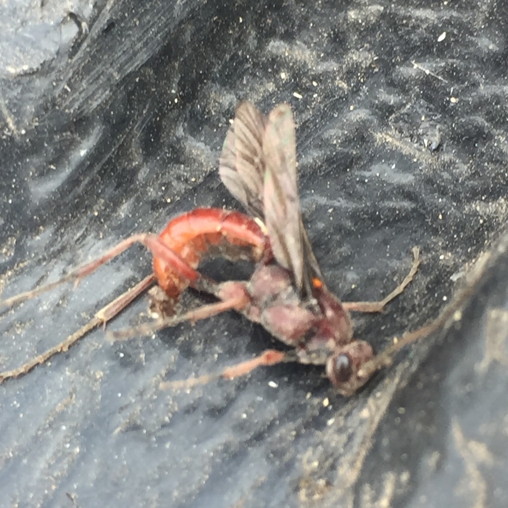 Narrow waisted Wasps Ants and Bees from Chacabuco Región