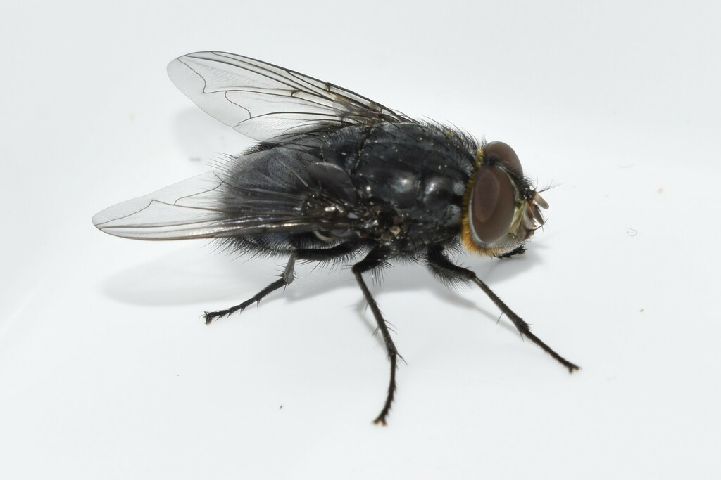 Orange Bearded Bluebottle Fly From North Aegean Region Greece On April