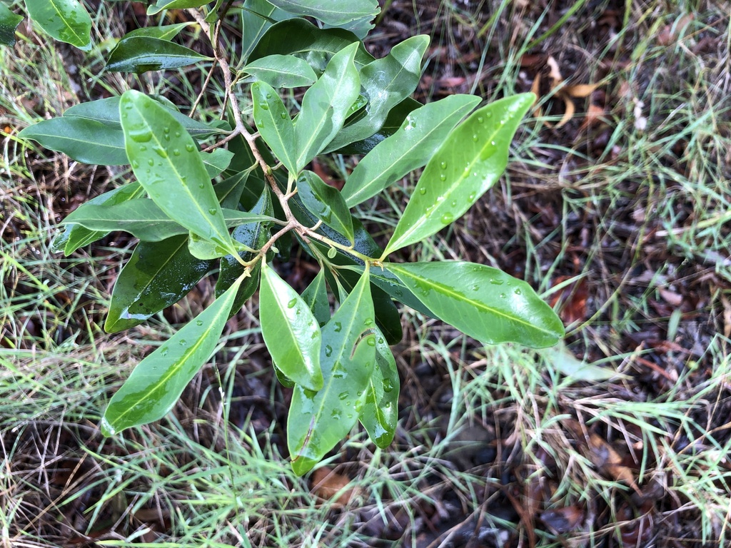 Variable Muttonwood In April By De Anne Attard Inaturalist