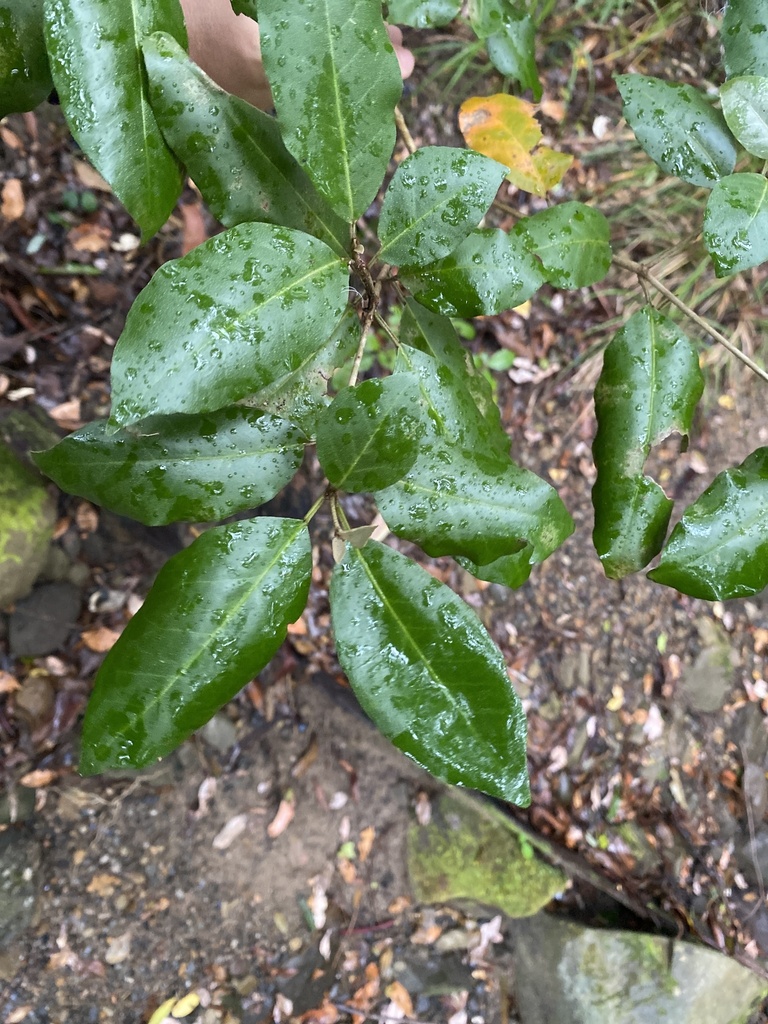 Silver Croton From Old Maleny Rd Landsborough Qld Au On April