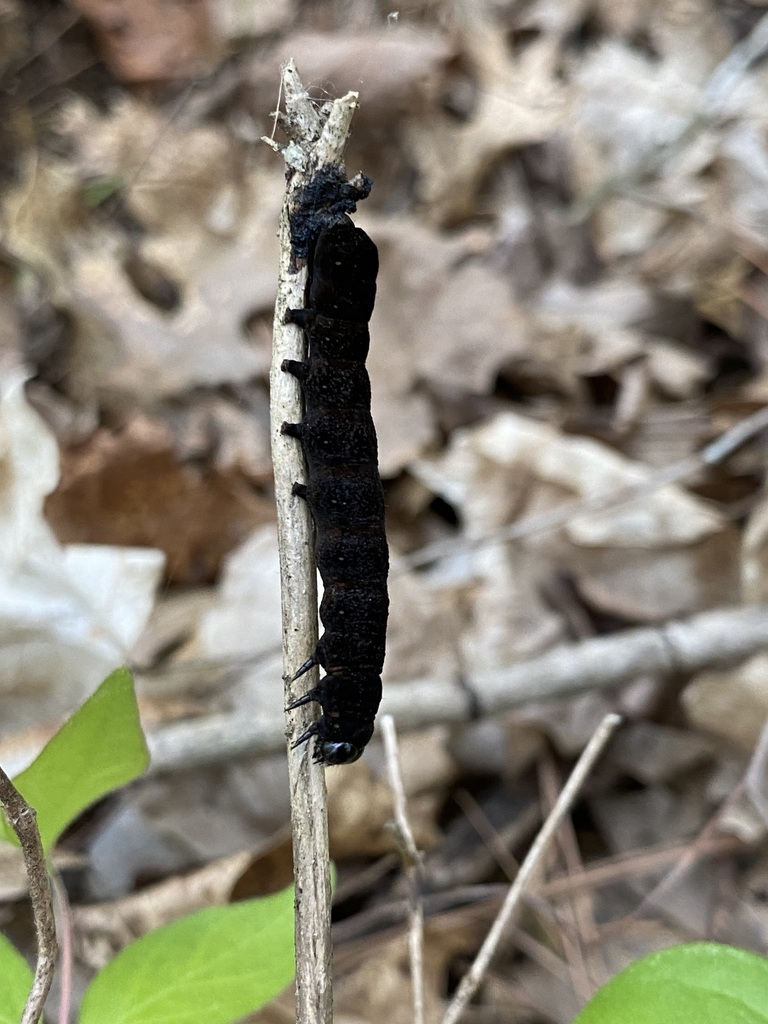 Cutworm Moths And Allies In April 2023 By Jim On Invasive Honeysuckle