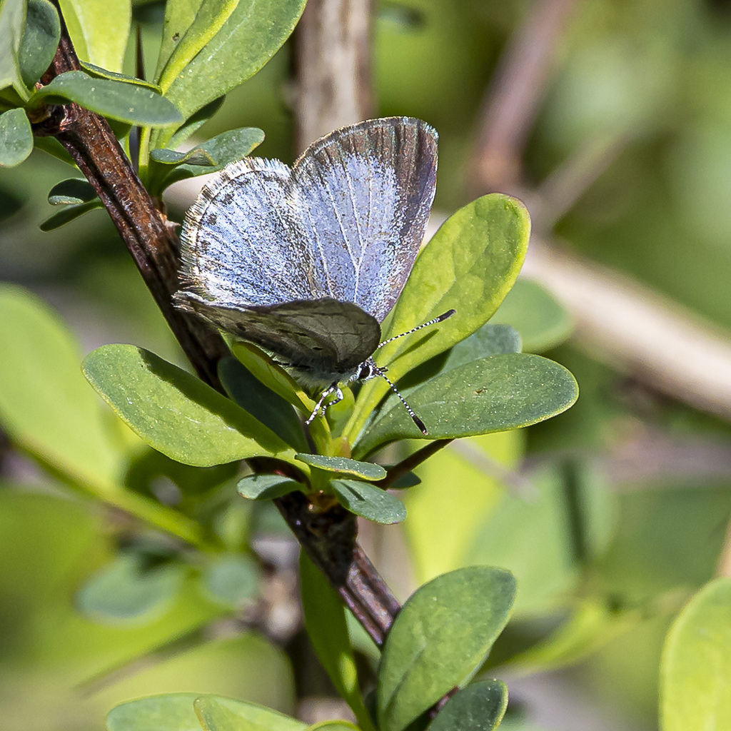 Spring Azure From Rockland County Ny Usa On April At