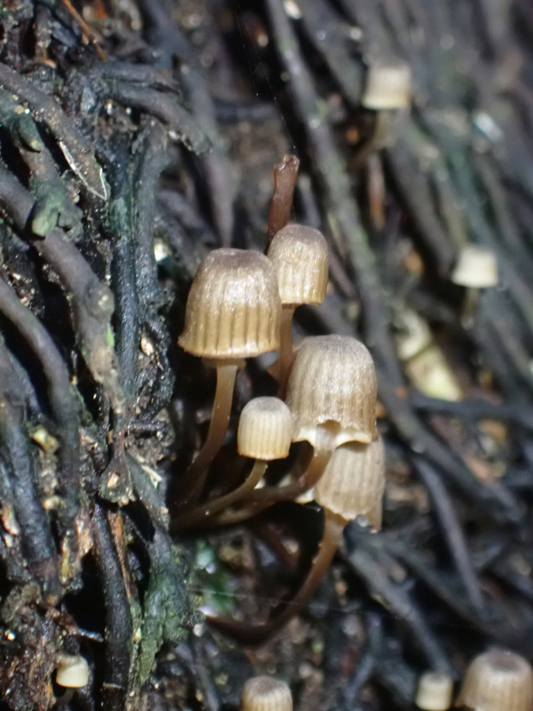 Bonnets From Leith Valley Dunedin New Zealand On April At