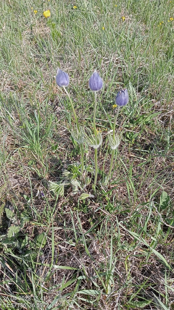 Eastern Pasqueflower From Medvenskiy Rayon Kursk Russia On April 26