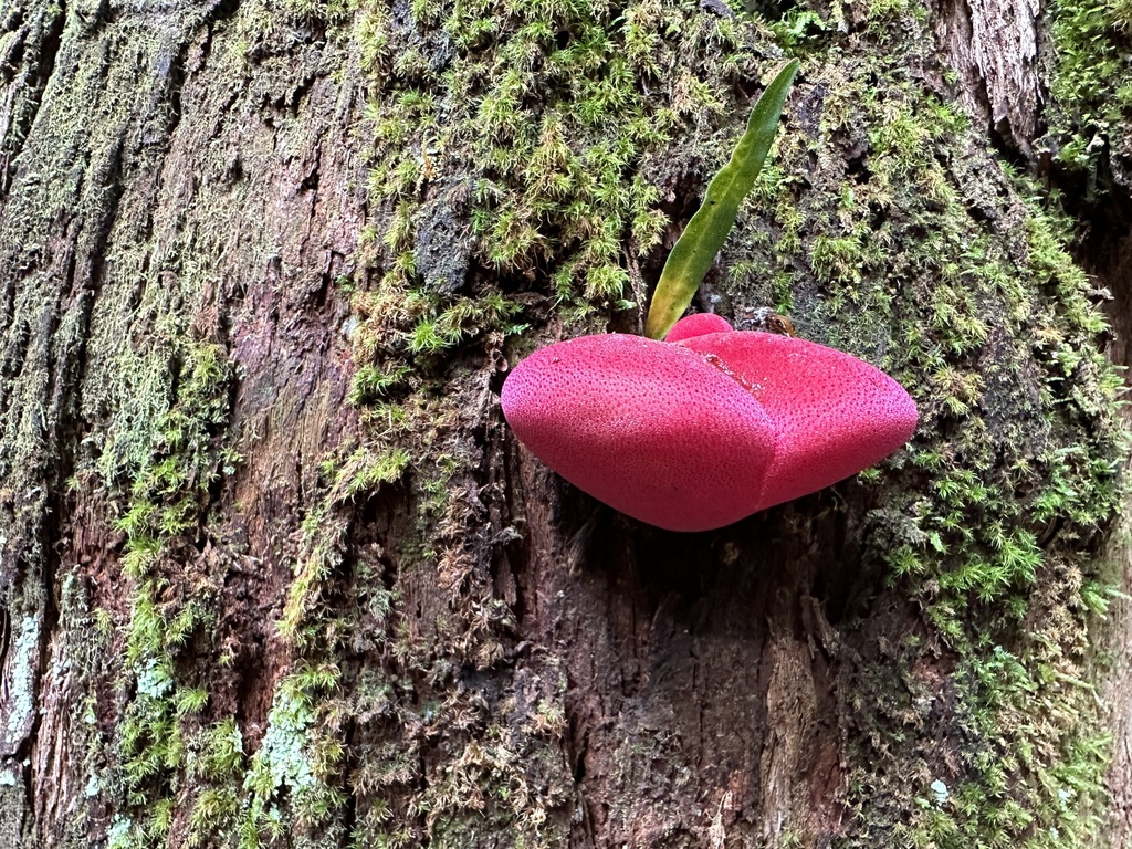 Fistulina Spiculifera From Great Otway National Park Beech Forest Vic