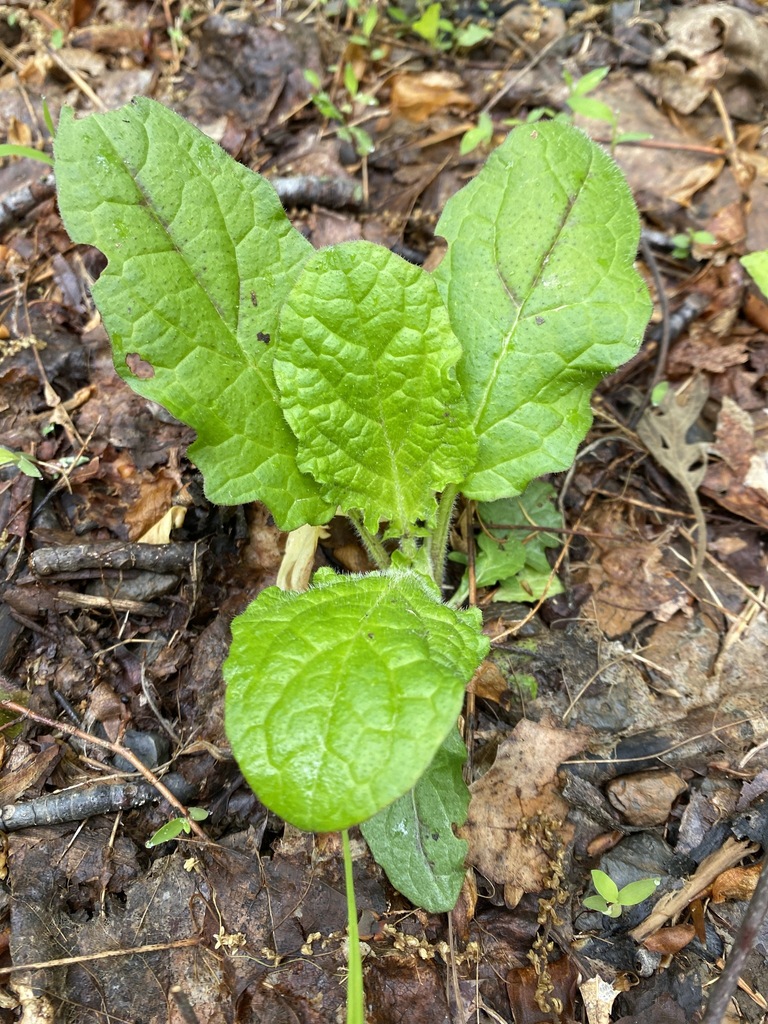 Lyreleaf Sage From Louisville Ky Usa On April At Am By