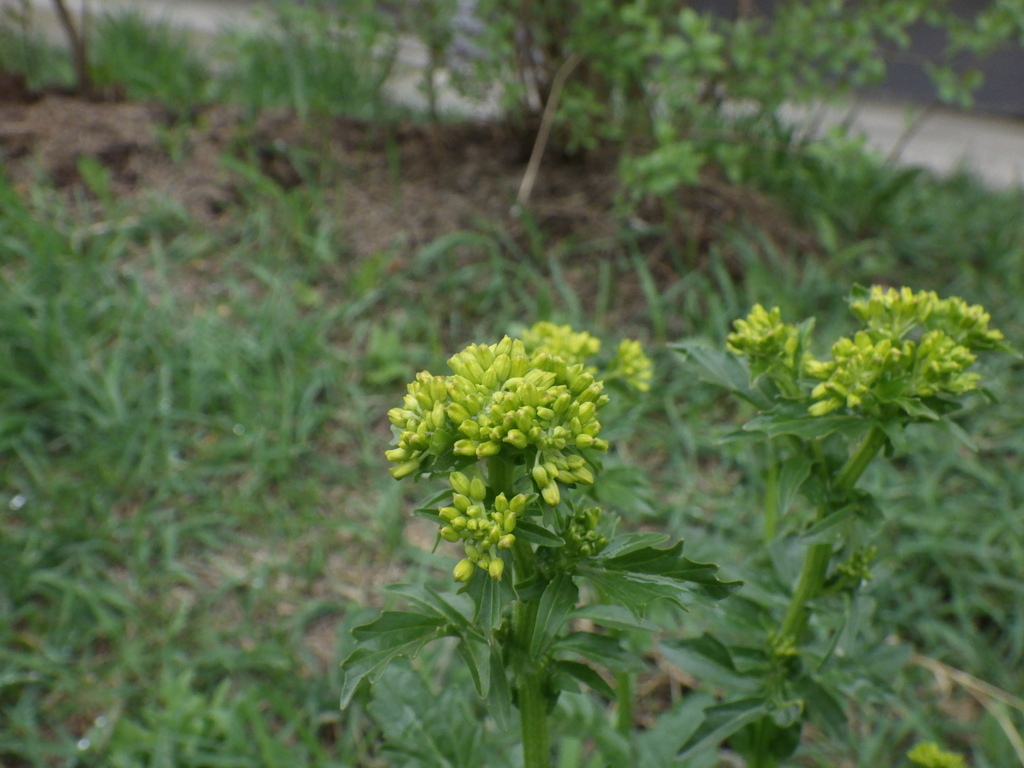 bitter wintercress from Великий Новгород Новгородская обл Россия on