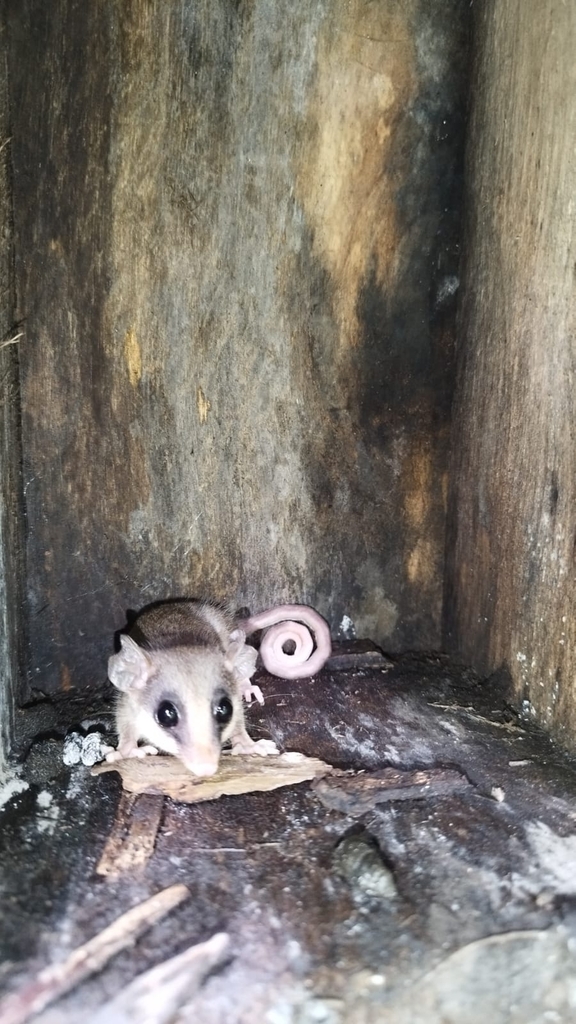 Simons S Mouse Opossum From Espol On April At Pm By