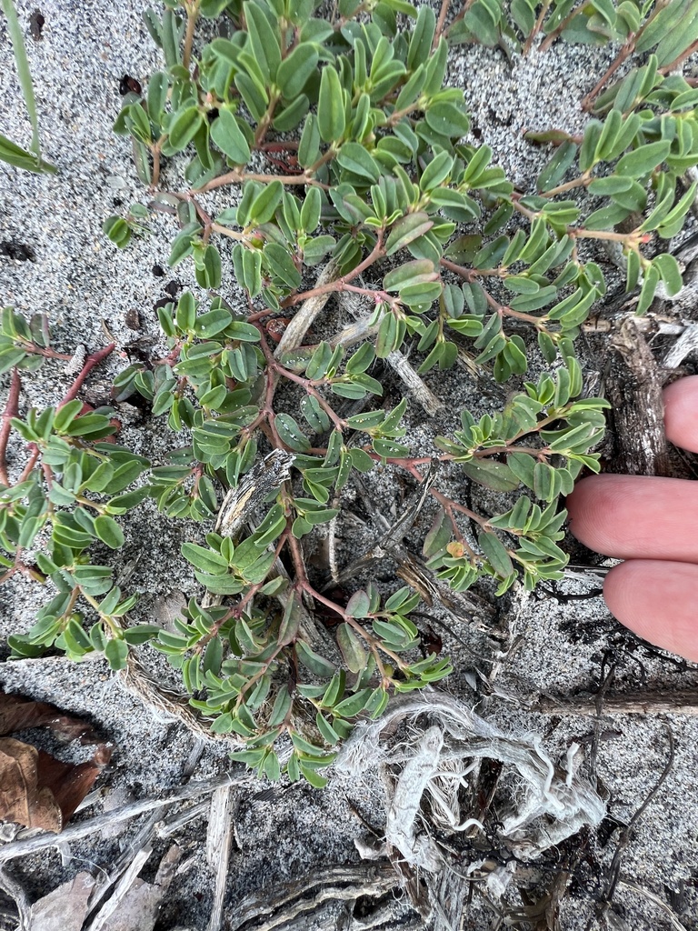 Southern Seaside Spurge From Singer Island Jupiter FL US On April 28