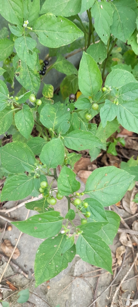 American Black Nightshade From Qh X Parque San Francisco De