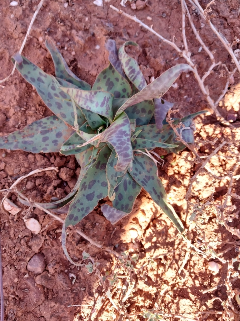 Ledebouria From Uitenhage Farms Gqeberha South Africa On April