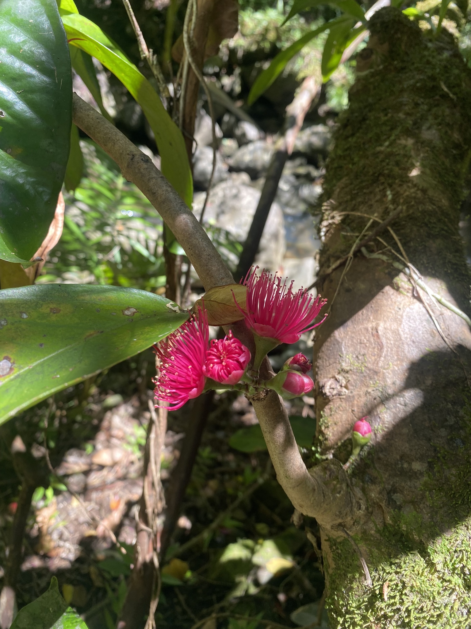 Syzygium Malaccense L Merr L M Perry