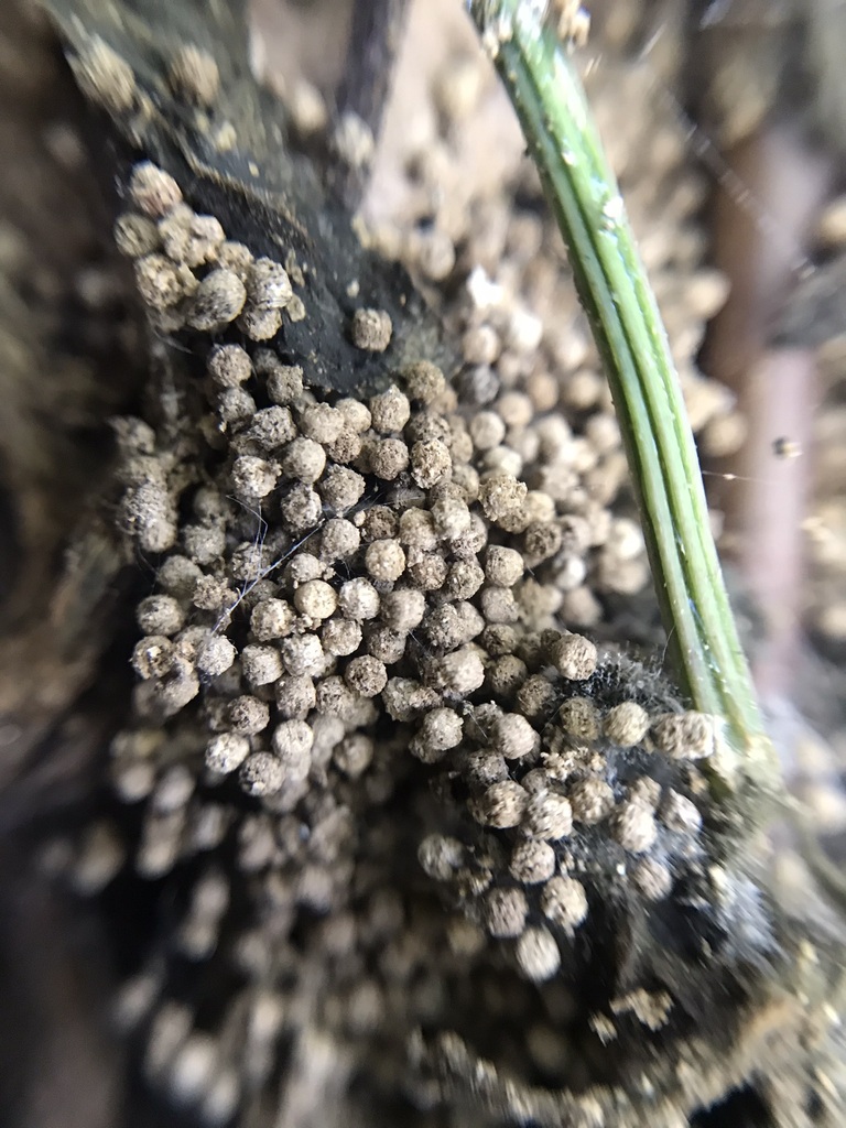 True Slime Molds From San Jer Nimo Santa Fe Argentina On April