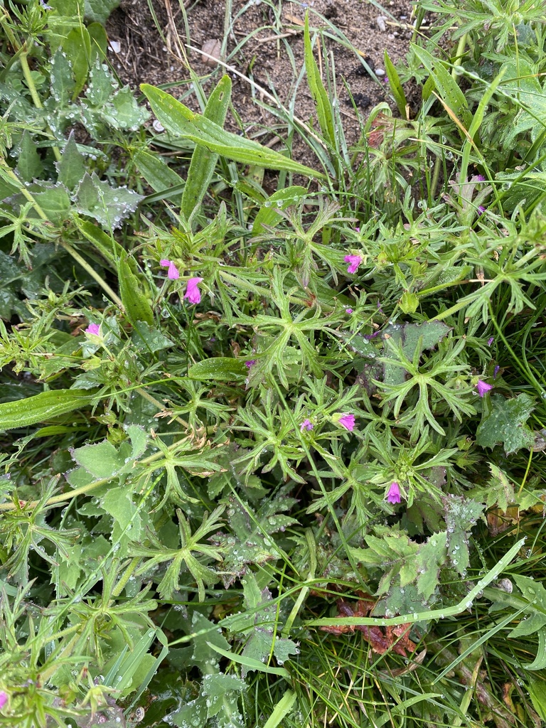 Cut Leaved Crane S Bill From South West Coast Path Bude England Gb