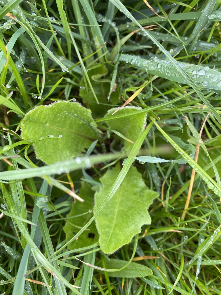 Common Dandelion From South West Coast Path Bude England Gb On April