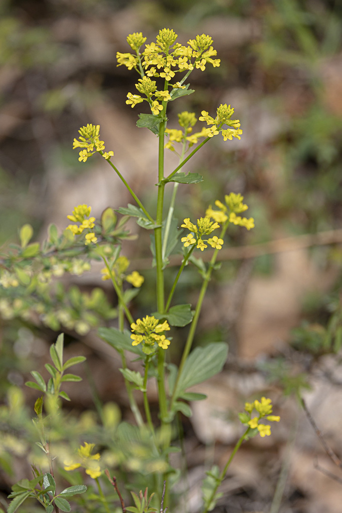 Bitter Wintercress From Rockland County NY USA On April 28 2023 At