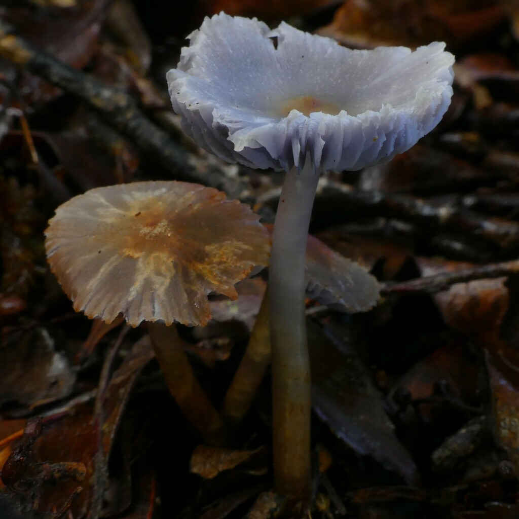 Mauve Splitting Waxcap From Arnold Valley New Zealand On May